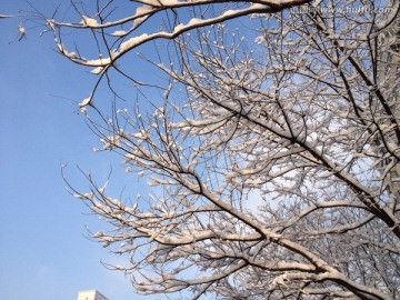 雪景