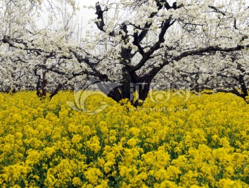 梨园油菜花