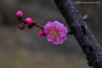 红梅花