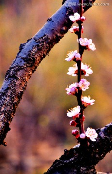 老树新花 梅花