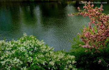 碧水 花海 绿树