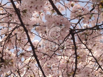 樱花树