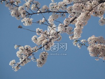 樱花树