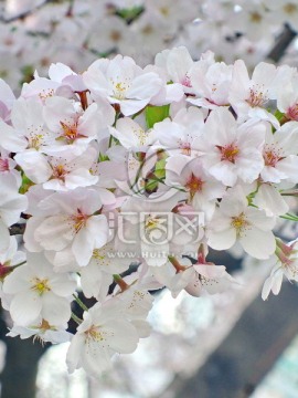 樱花