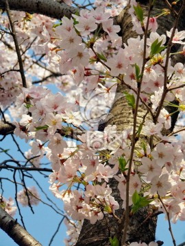 樱花