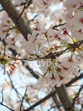 樱花