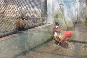 野鸡