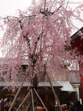 樱花