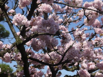 樱花