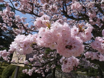 樱花