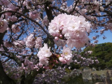 樱花