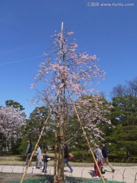 樱花