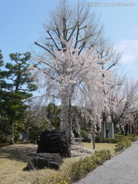 樱花