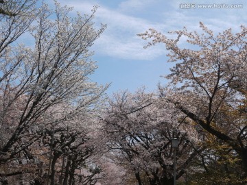 樱花