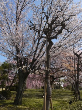 樱花