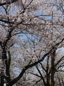 樱花