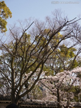 樱花