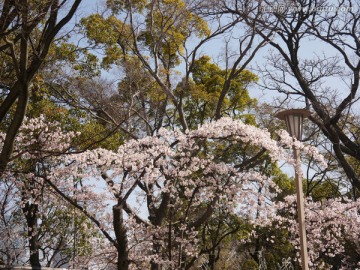 樱花