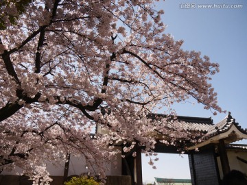 樱花