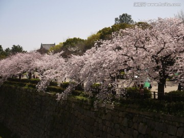 樱花