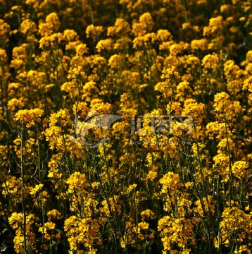 油菜花