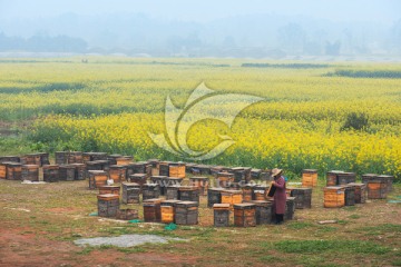 油菜花蜜蜂养殖场