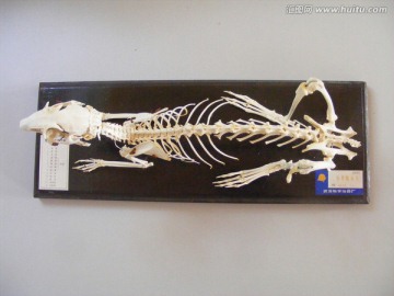 兔子骨骼模型