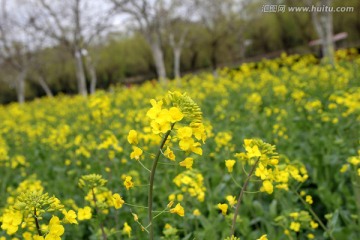 油菜花