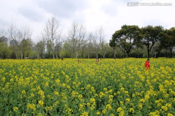 油菜花