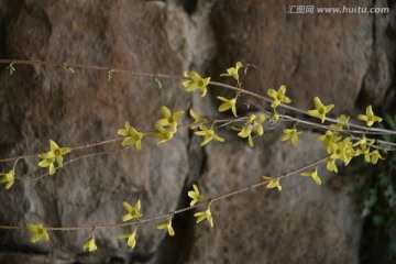 迎春花