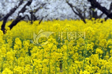 油菜花