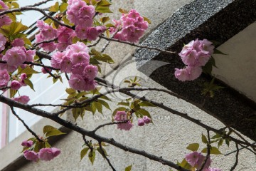 樱花与建筑一角