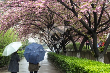 雨中赏樱花