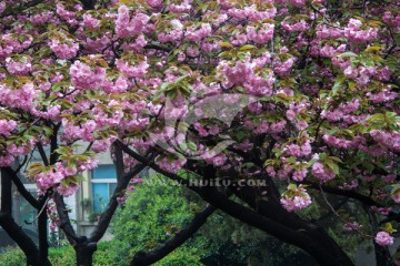 樱花与教室