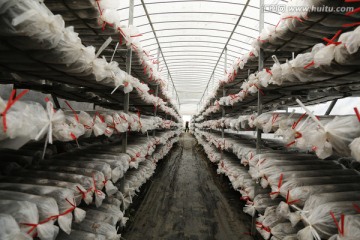香菇生产大棚