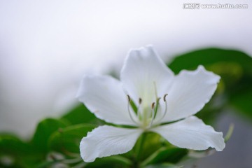 纯白紫荆花