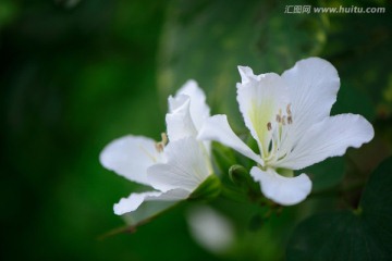 紫荆花