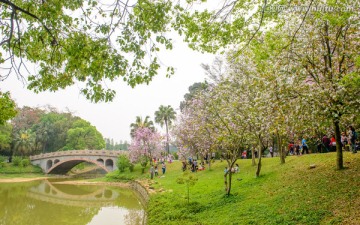 广州华南植物园风景