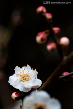 梅花