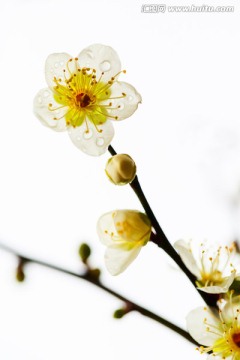梅花