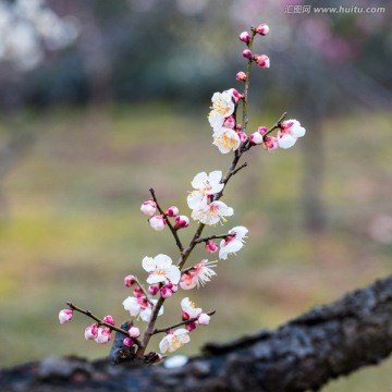 梅花