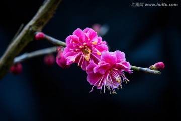 梅花