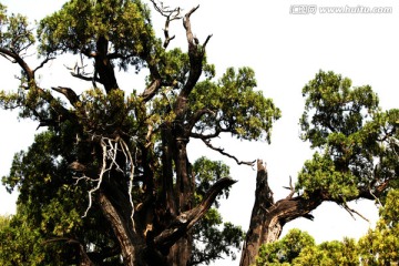 河南登封 古树