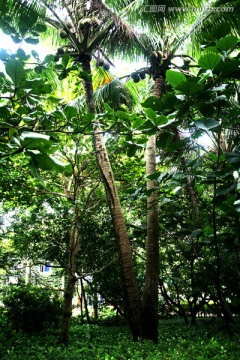 椰林夫妻树