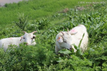 小山羊