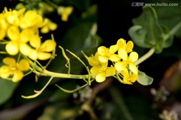 娇嫩油菜花高清