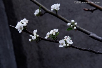 水墨古风梨花枝头俏