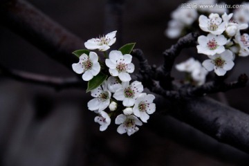 水墨古风春来梨花开