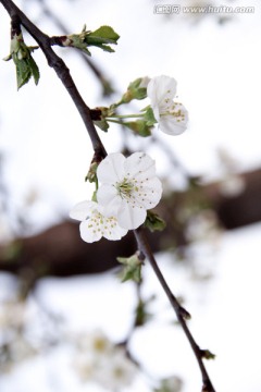 三月梨花俏