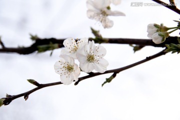 一枝梨花压海棠